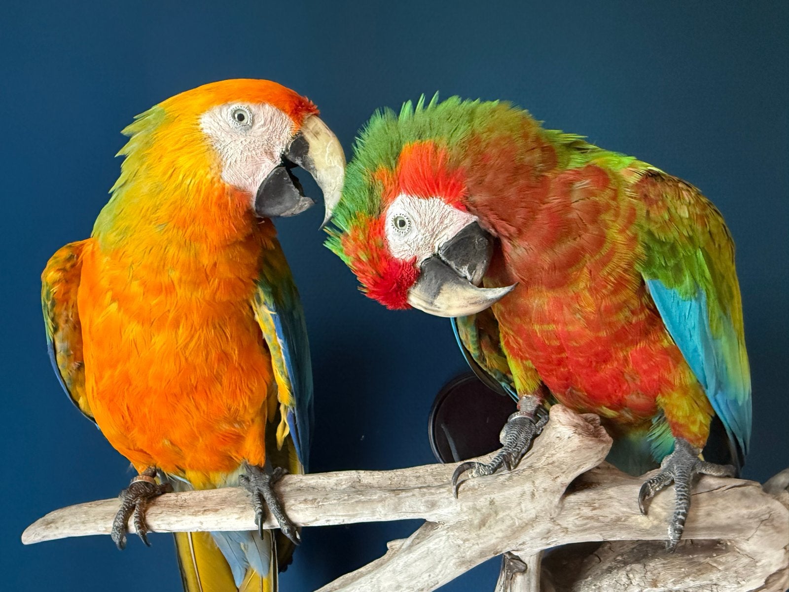 Prachtig koppel opgezette hybride ara’s, Verzamelen, Dierenverzamelingen, Ophalen of Verzenden, Zo goed als nieuw, Vogel, Overige typen