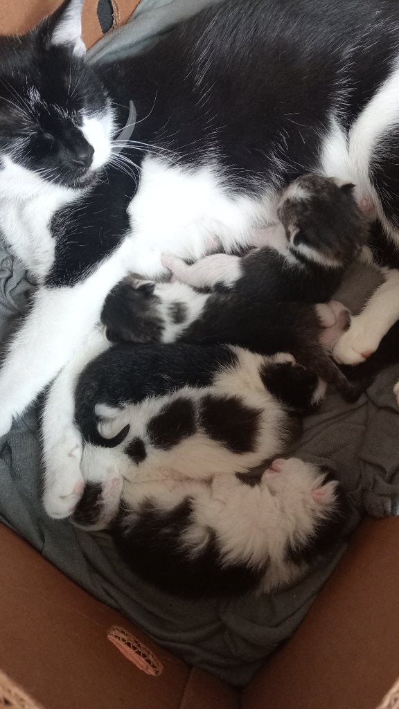 kittens, Dieren en Toebehoren, Kater, Ontwormd, 0 tot 2 jaar