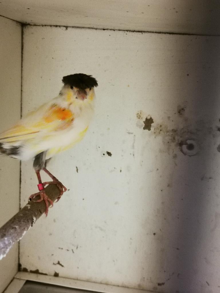 Koppel harlekijn kanarie, Dieren en Toebehoren, Vogels | Kanaries, Meerdere dieren, Kleurkanarie