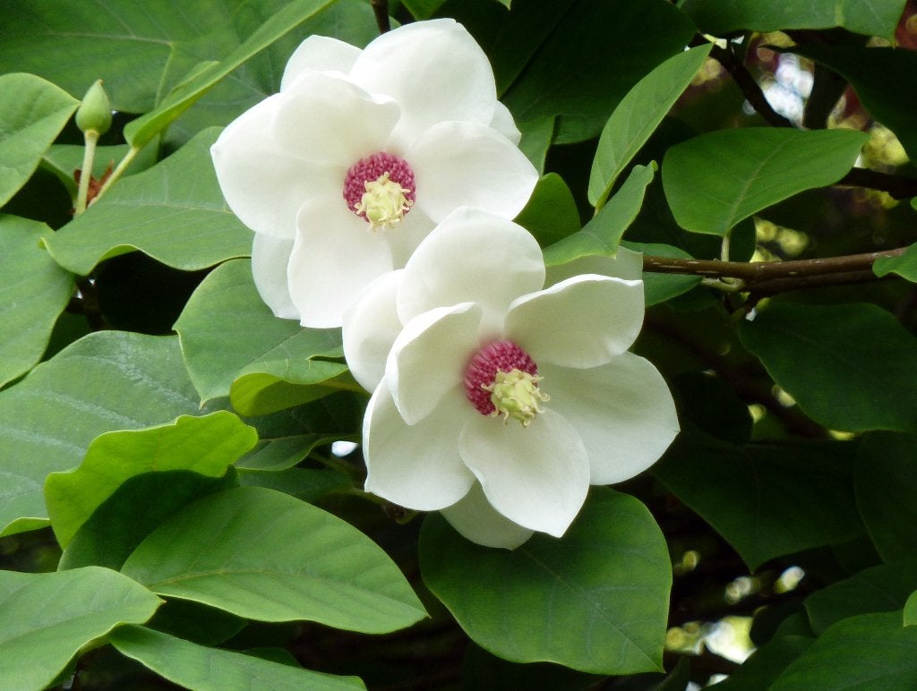 1 grote bijzondere Magnolia sieboldii € 75, Ophalen of Verzenden, Overige soorten, Struik, 100 tot 250 cm
