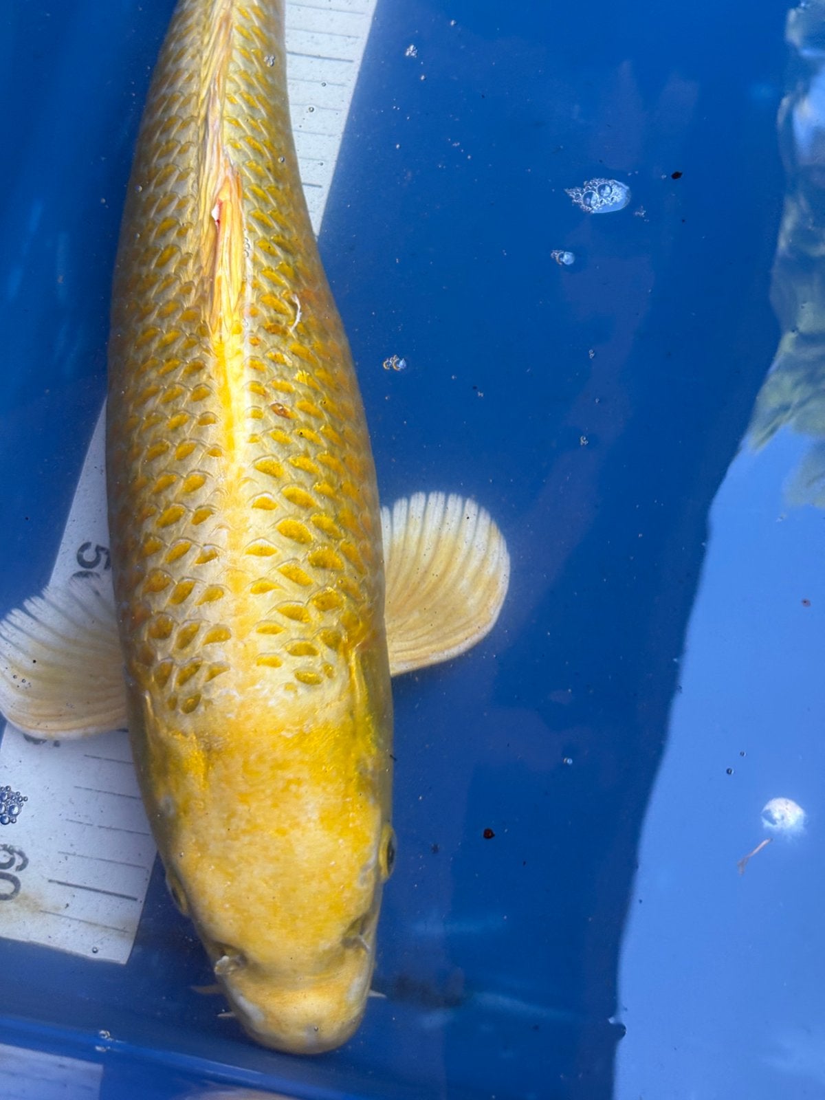 Mooie koi, 45 cm, Dieren en Toebehoren, Vissen | Vijvervissen, Karper of Koi