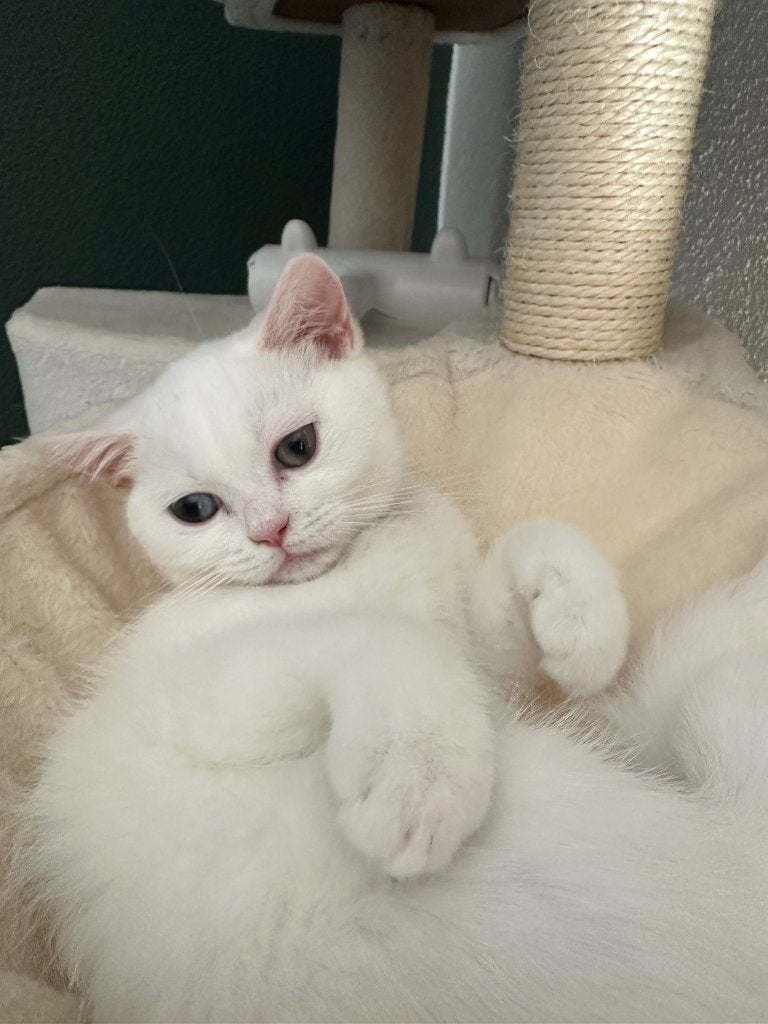 Prachtige witte Britse korthaar Bella, Poes, Ontwormd, 0 tot 2 jaar
