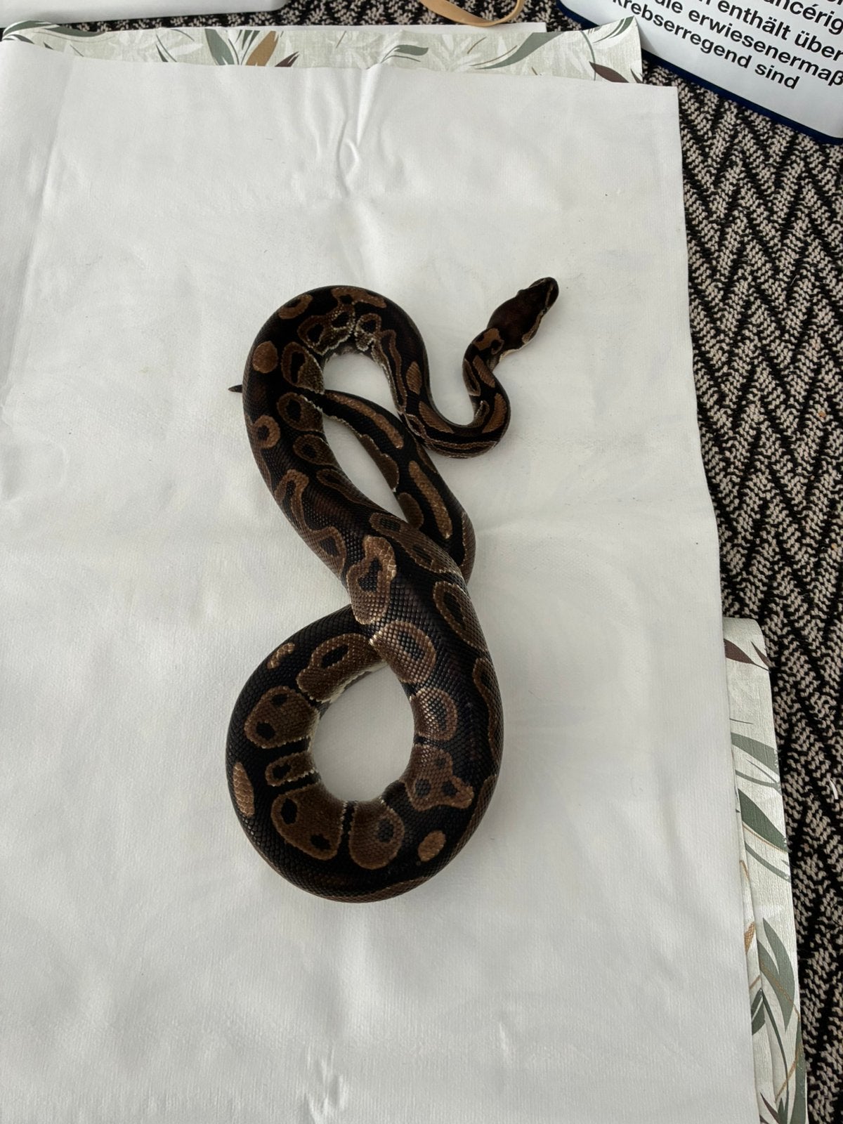 Koppel koningspython regius wild kleur Ball Python - male for sale from Jordy