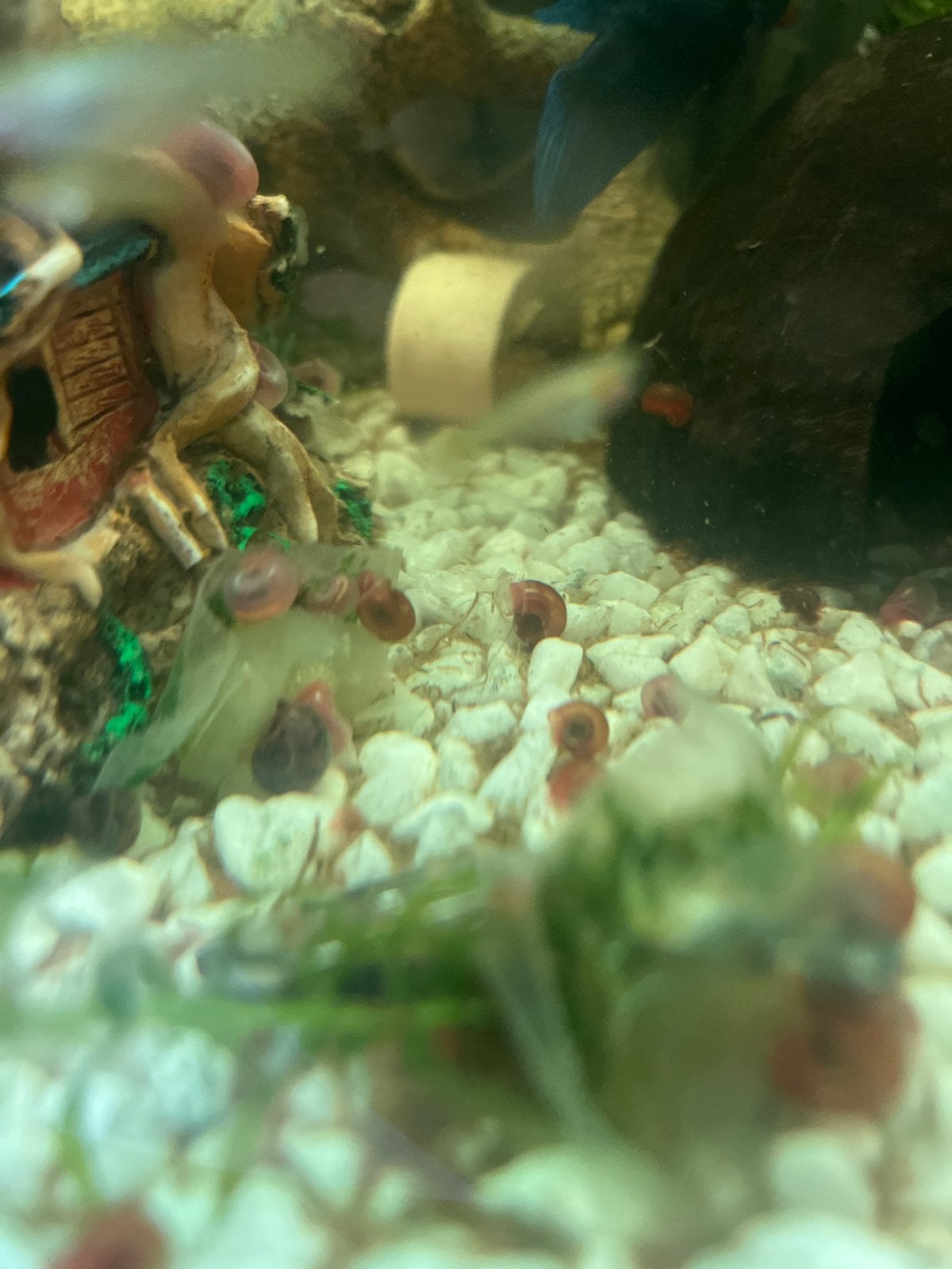 Heel veel baby slakken, Dieren en Toebehoren