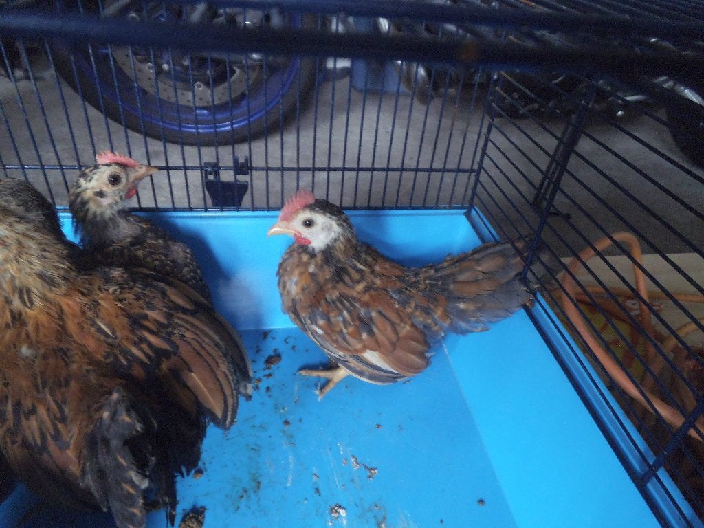 serama haantjes, Dieren en Toebehoren, Mannelijk, Kip