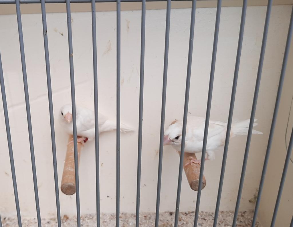 Meerdere koppels Japanse meeuwtjes, Meerdere dieren, Tropenvogel
