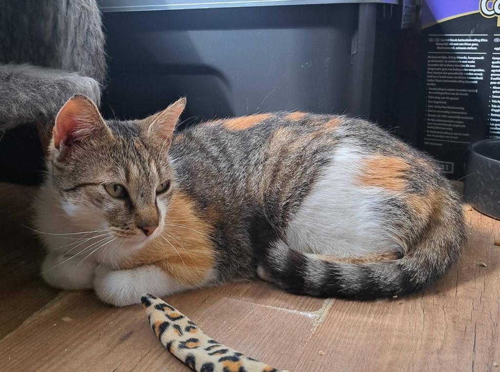 Lilith en Bubu een super lief duo, Dieren en Toebehoren, Katten en Kittens | Overige Katten, Meerdere dieren, Kortharig, 0 tot 2 jaar