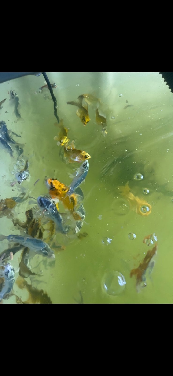 Koi ghostkoi butterfly koi, Dieren en Toebehoren, Vis