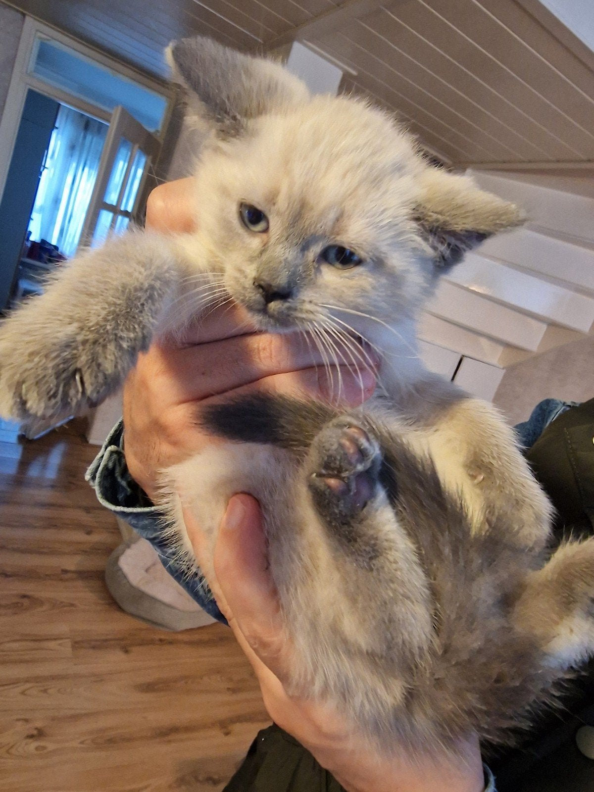 Britse korthaar kittens, Dieren en Toebehoren, Meerdere dieren, Ontwormd