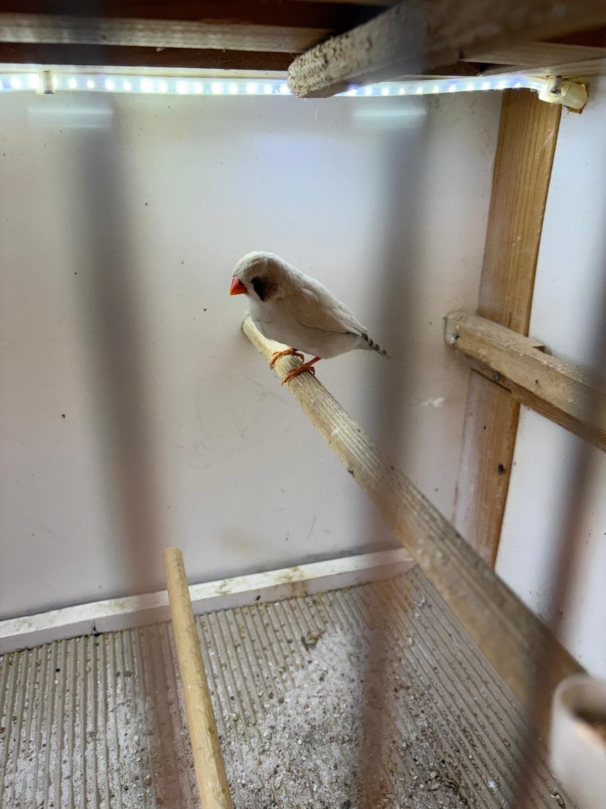 Koppel zebravinken, Meerdere dieren, Tropenvogel