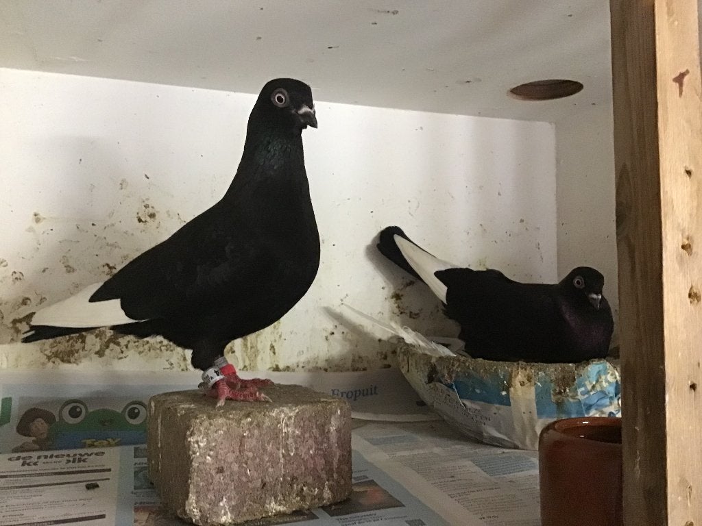 Te koop csapos hoogvliegers, Dieren en Toebehoren, Meerdere dieren, Overige soorten