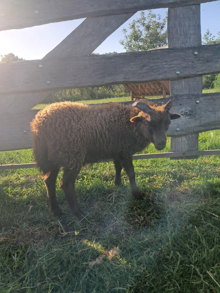 Ouessant rammetje, Mannelijk, Schaap