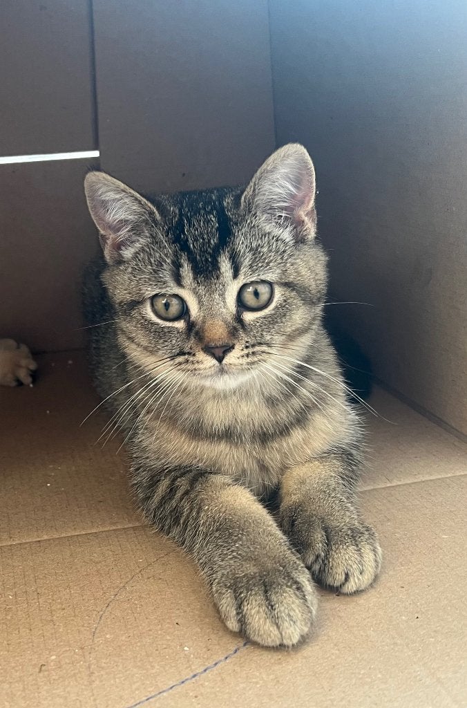 British Shorthair Golden Tabby kittens – direct beschikbaar!, Poes, Ontwormd, 0 tot 2 jaar