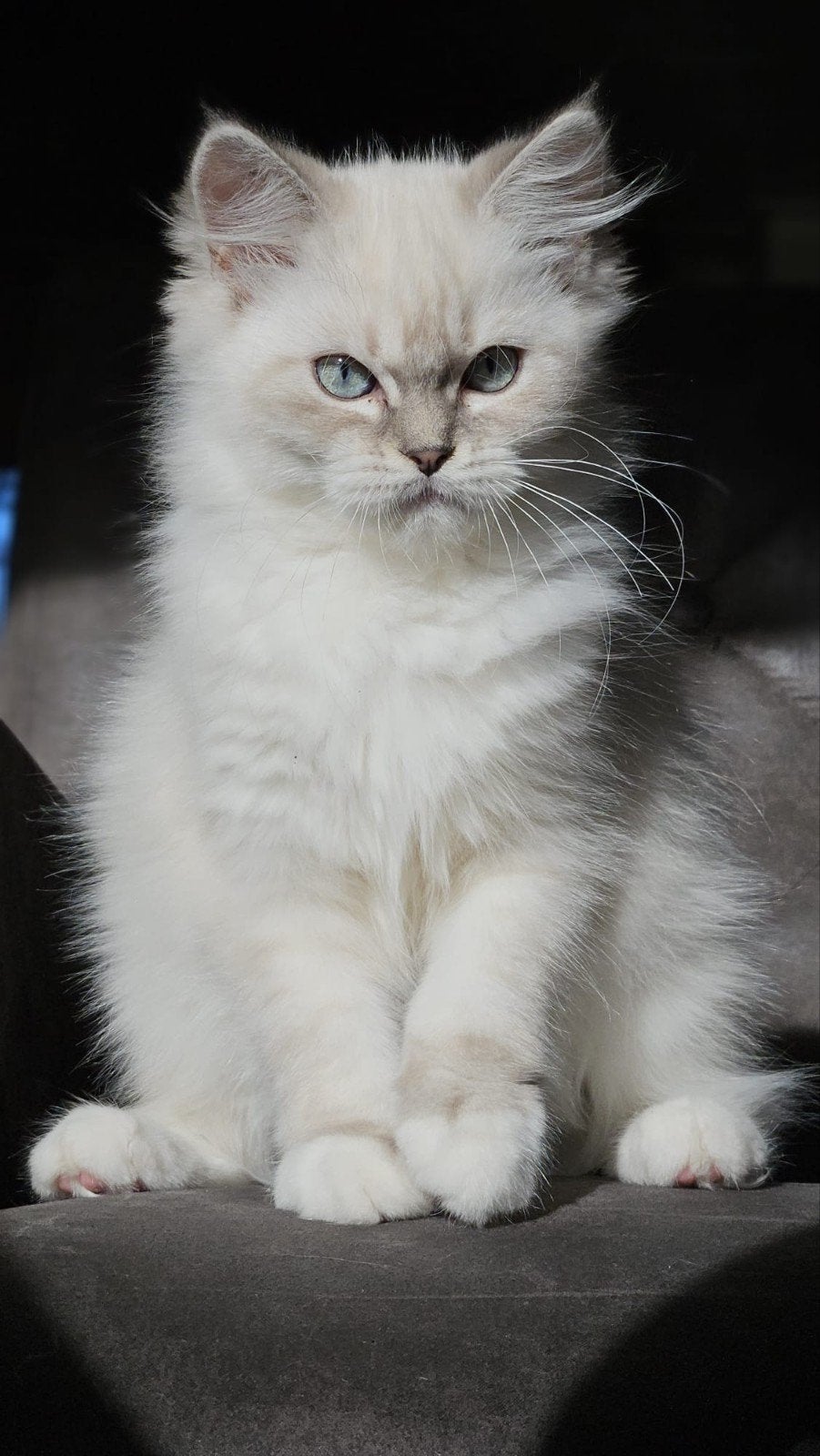 ragdoll x britse langhaar poesjes kitten, Dieren en Toebehoren, Poes, Ontwormd, 0 tot 2 jaar