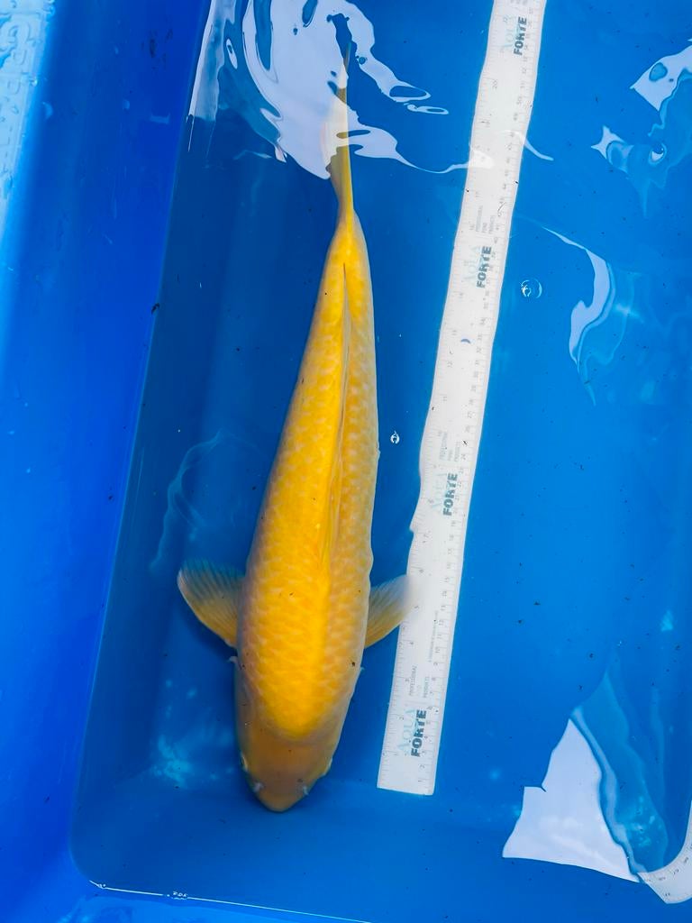 Koi - 49cm - karashigoi, Dieren en Toebehoren, Vissen | Vijvervissen, Karper of Koi