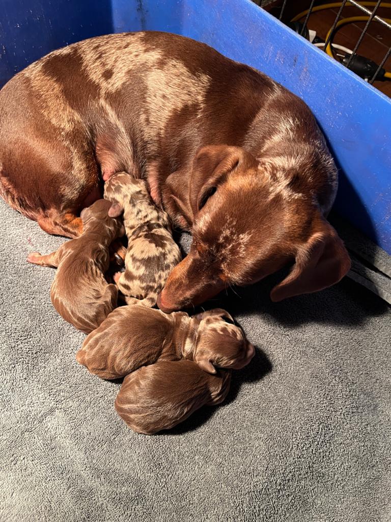 Dwerg teckel pups (choco tan reu en teefje beschikbaar), Dieren en Toebehoren, Honden | Teckels en Dashonden, Parvo, 8 tot 15 weken