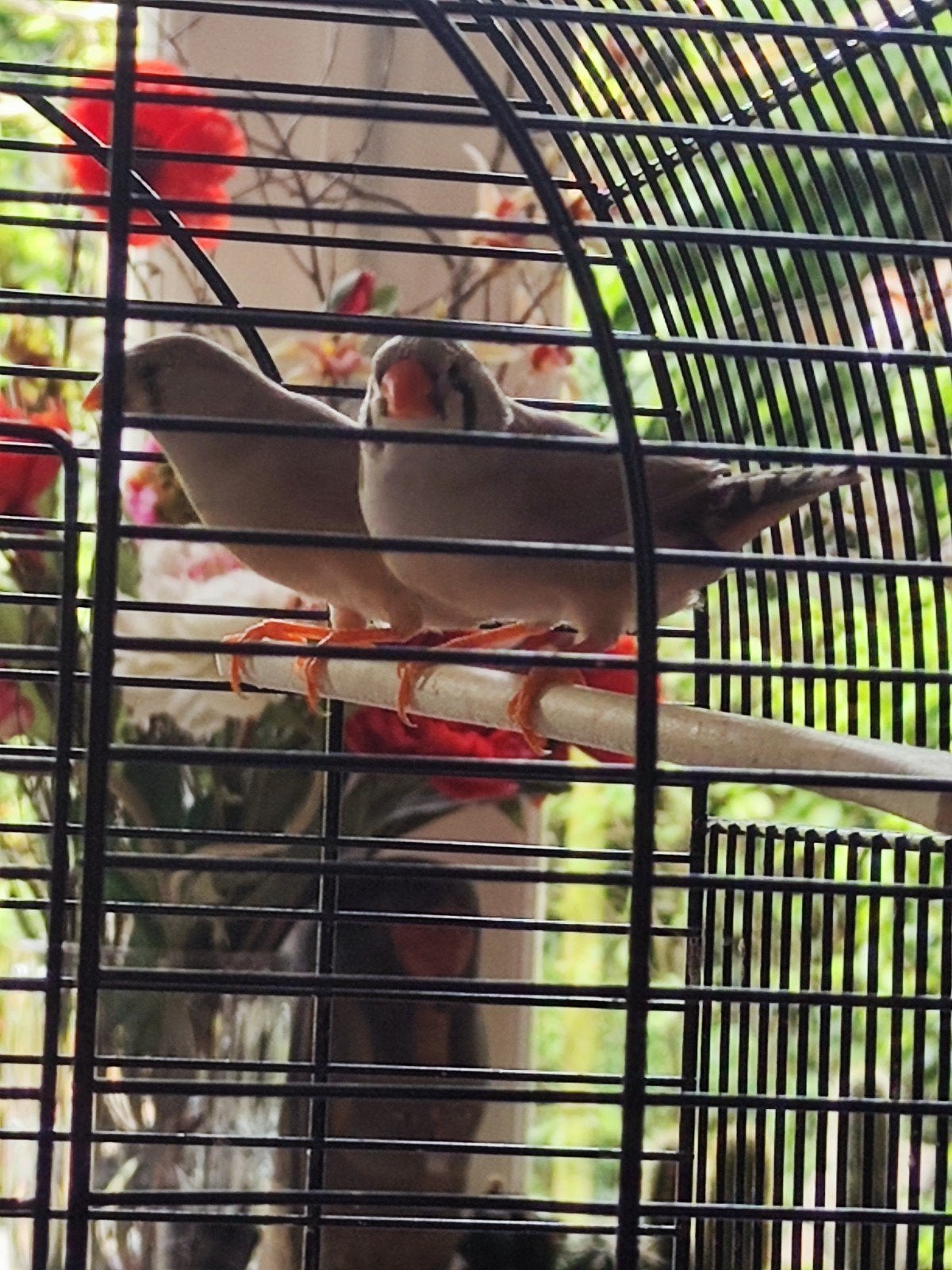 Zeebravinkjes, Dieren en Toebehoren, Vogels | Kanaries, Vrouwelijk, Kleurkanarie