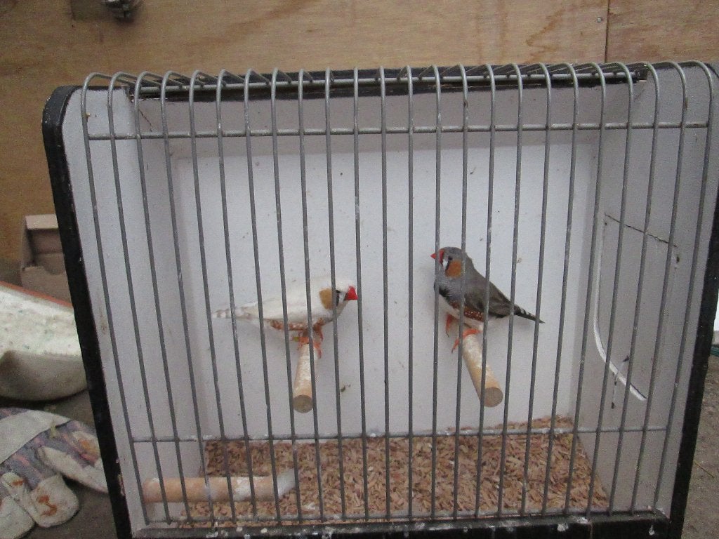 2x zebra vink man samen  8euro, Dieren en Toebehoren, Mannelijk, Tropenvogel