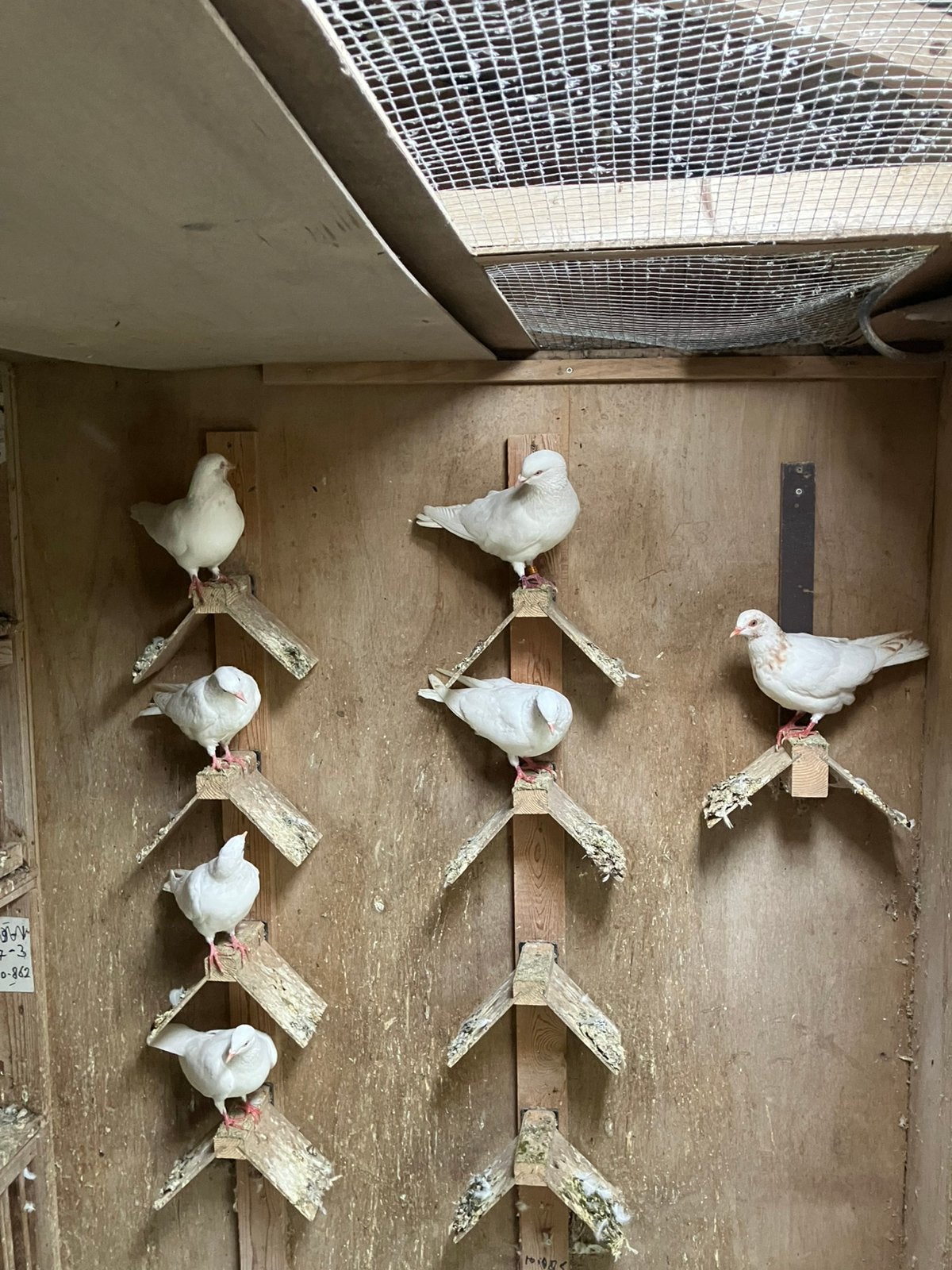 Aangeboden cumulet duiven, Meerdere dieren, Postduif