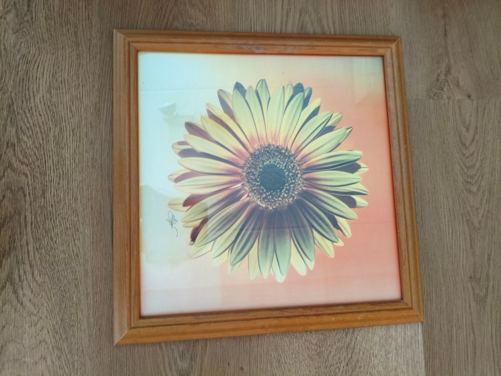 Ingelijste foto gerbera grenen lijst, Minder dan 50 cm, Gebruikt, Ophalen of Verzenden, Foto of Poster