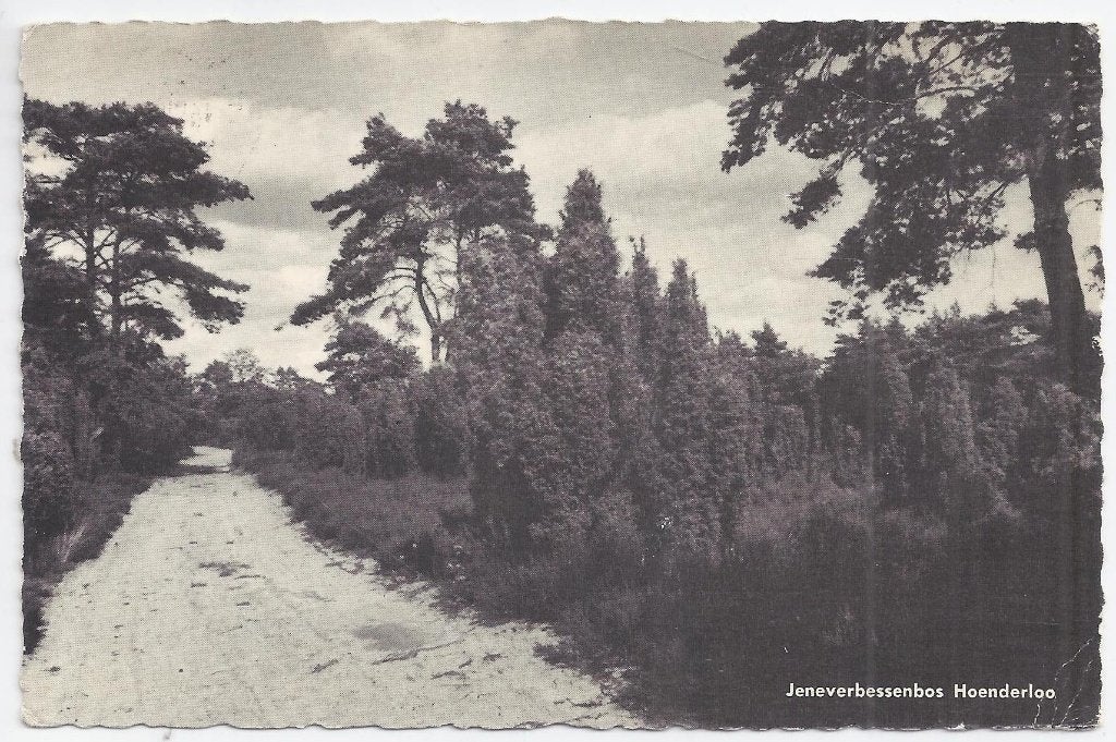 Hoenderloo Jeneverbessenbos Gelopen Ansichtkaart ( B696 ), Ophalen of Verzenden, 1960 tot 1980, Gelopen