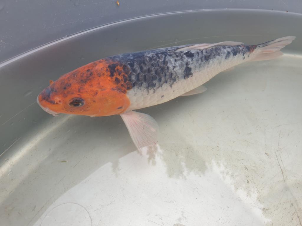 Mooie KOI 20 cm, Dieren en Toebehoren, Karper of Koi