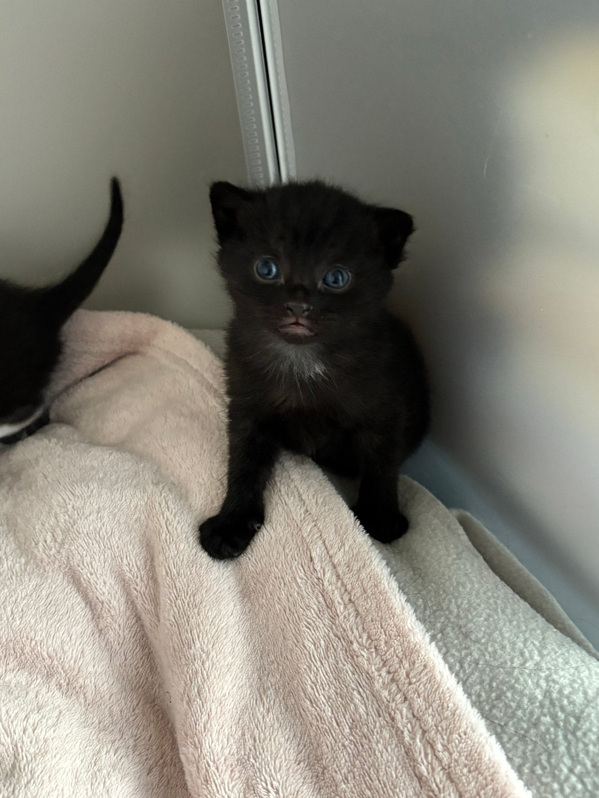 2 kittens zoeken nog een forever home, Kater, Kortharig, 0 tot 2 jaar