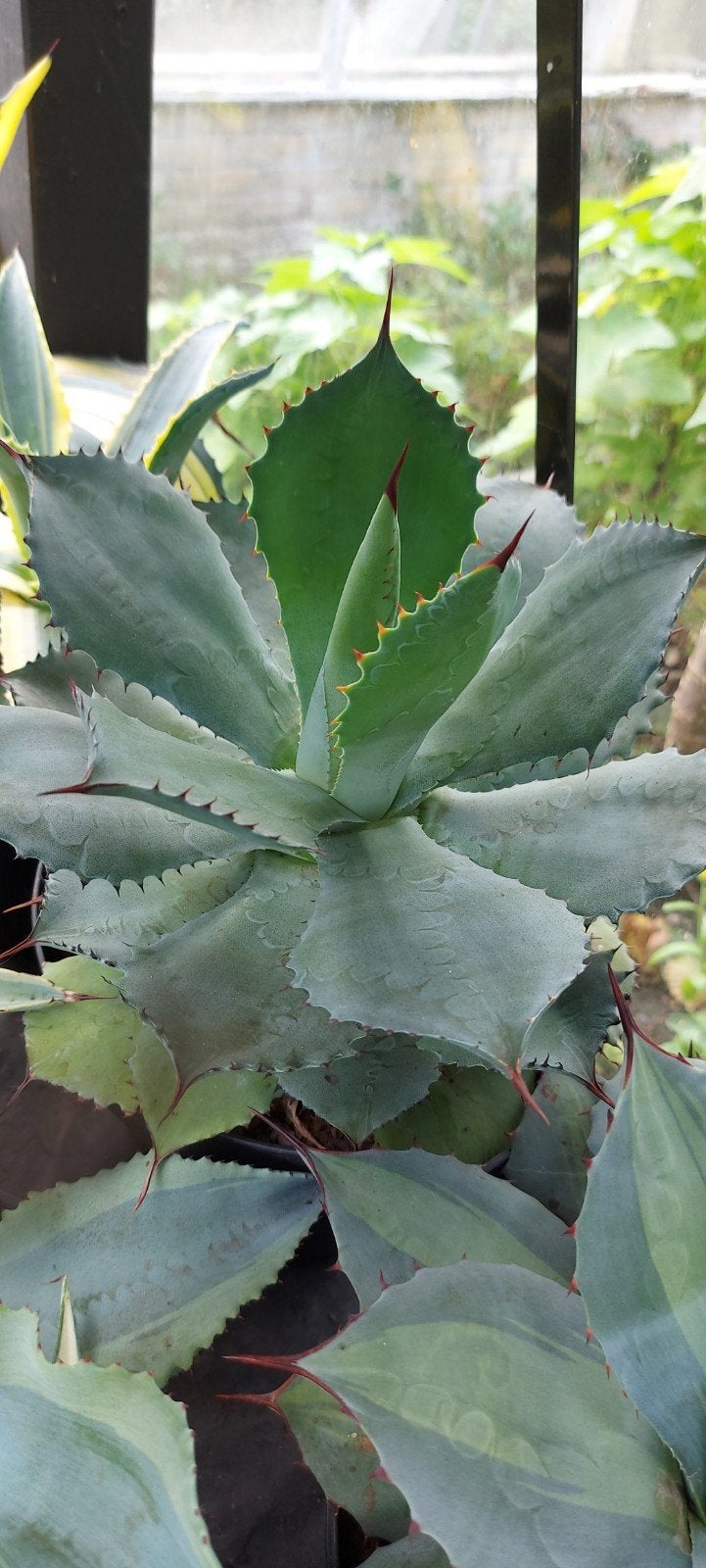 Agave Pygmae, Tuin en Terras, Overige soorten, Volle zon, Vaste plant, Verzenden