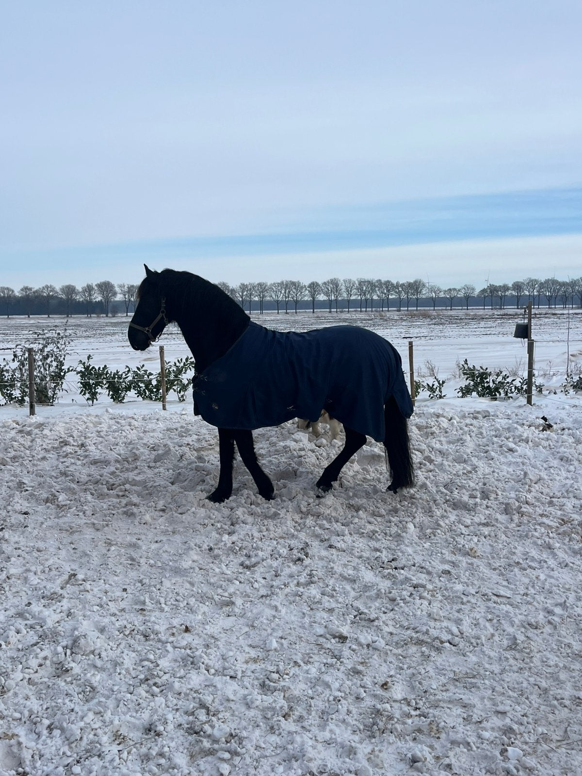 Hulp Gezocht bij de Verzorging van Paarden, Dieren en Toebehoren, Paarden en Pony's | Overige Paardenspullen, Ophalen of Verzenden