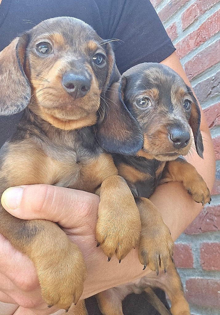 Teckel korthaar dwerg merle, Dieren en Toebehoren, Honden | Teckels en Dashonden, Parvo, Reu, 8 tot 15 weken, Korthaar