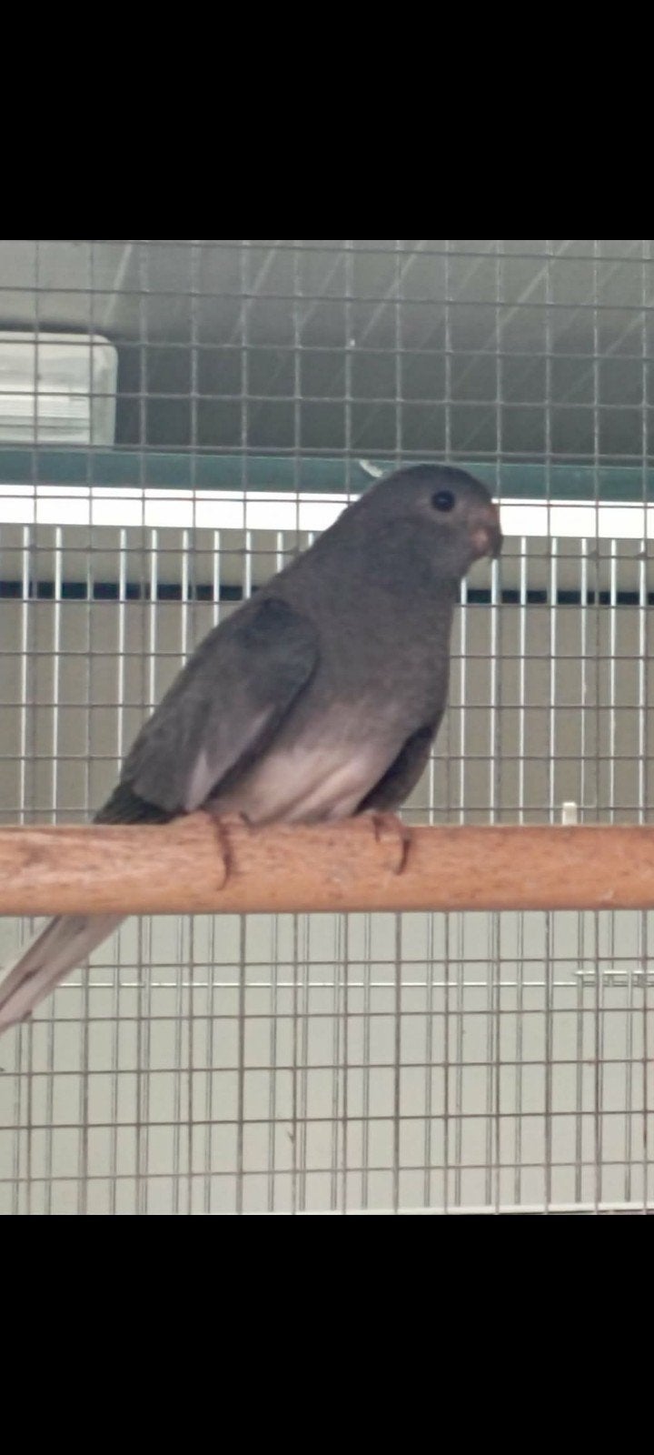splendid, Dieren en Toebehoren, Vogels | Parkieten en Papegaaien, Vrouwelijk, Parkiet