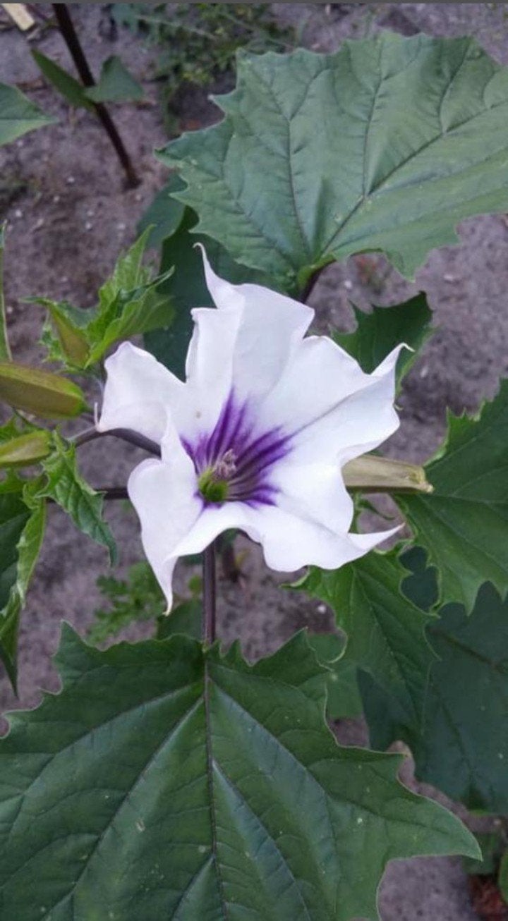 Datura stramonium 'Tatula' - Doornappel tatula zaden, Ophalen of Verzenden, Voorjaar, Volle zon, Zaad