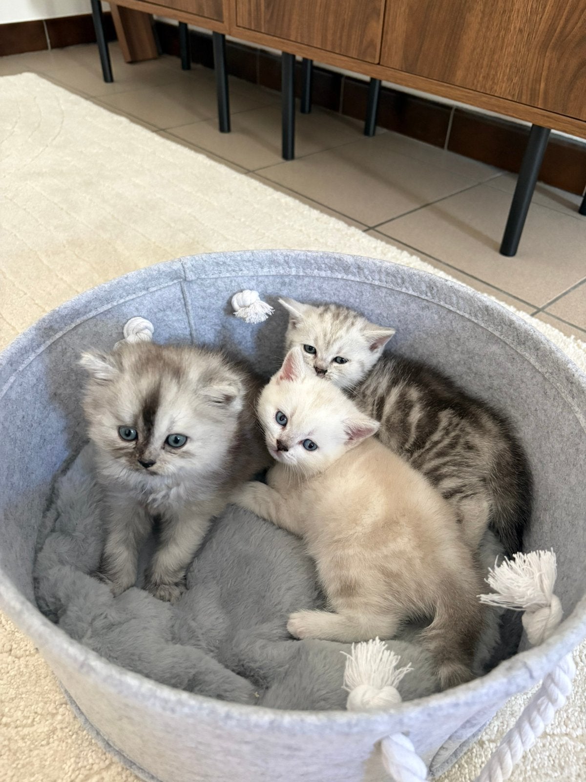 Prachtige Britse Korthaar kittens (Belgie), Dieren en Toebehoren, Katten en Kittens | Raskatten | Korthaar, Meerdere dieren, 0 tot 2 jaar