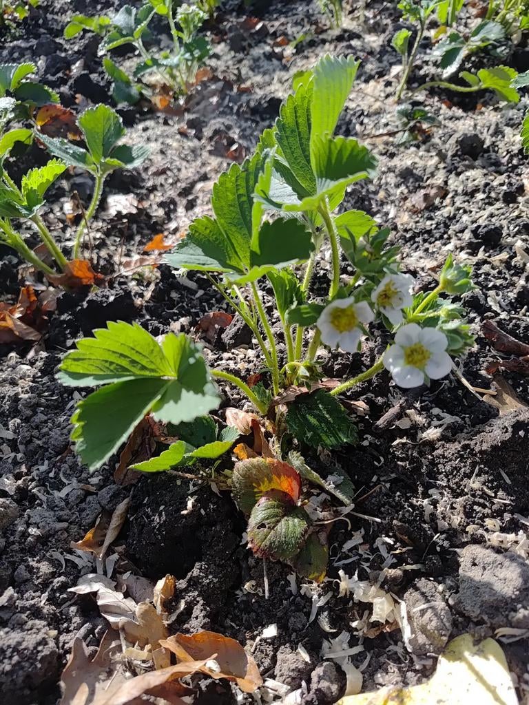 Biologisch gekweekte aardbeienplanten - Heerlijk zoet!, Ophalen, Volle zon, Vaste plant, Zomer