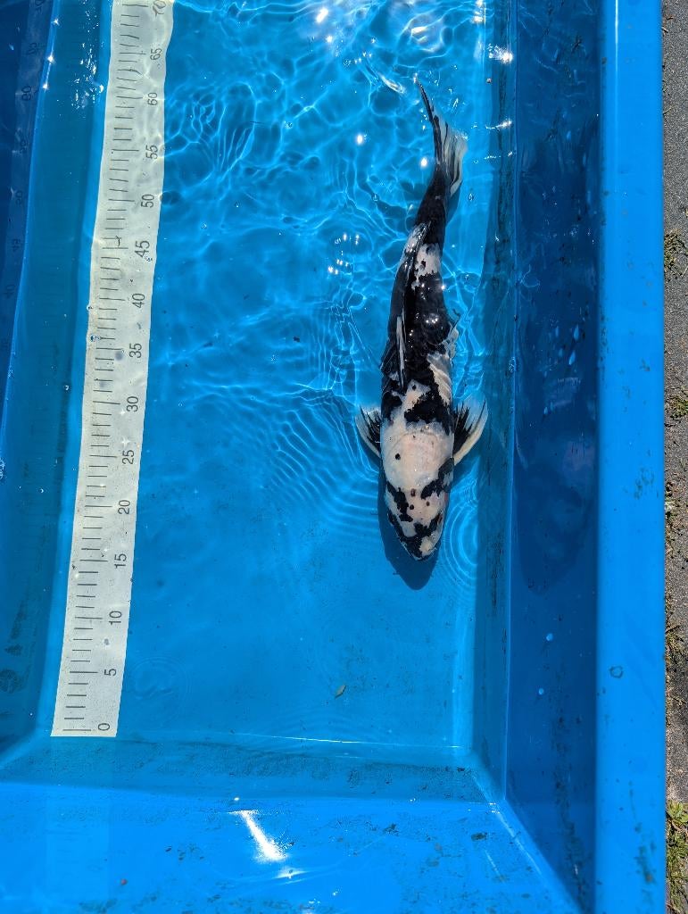 Verschillende koi, Karper of Koi
