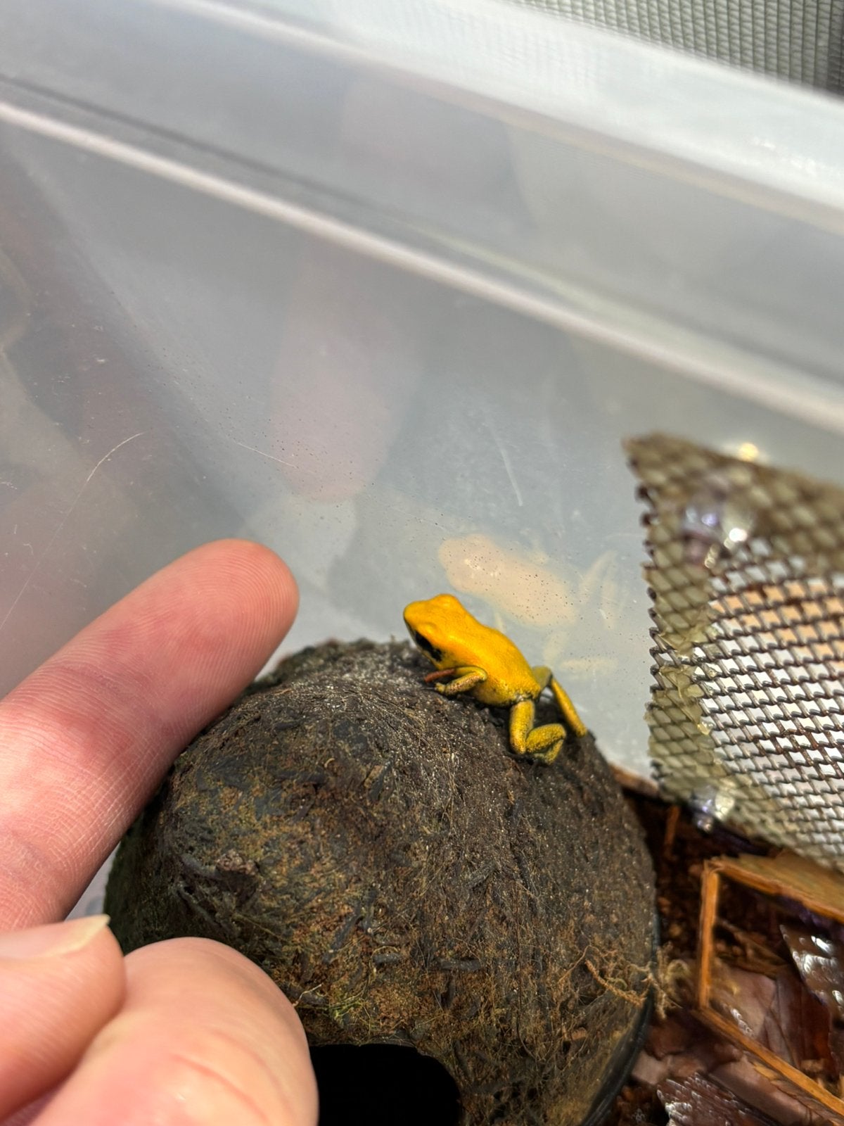 Phyllobates bicolor jong Frog photo 3