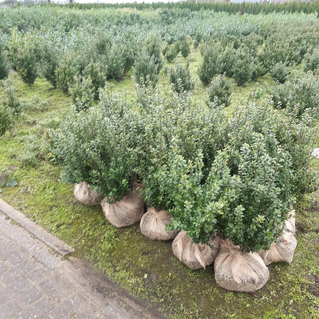 Buxus vervanger ilex crenata, Tuin en Terras, Planten | Struiken en Hagen, Ophalen, Minder dan 100 cm
