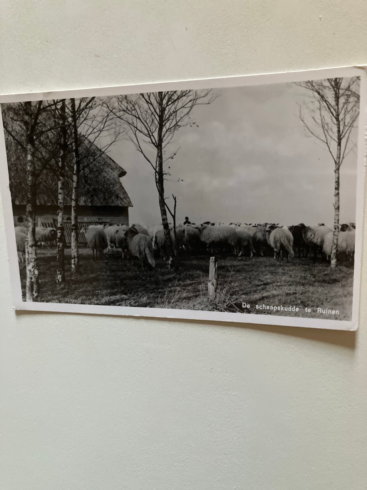 Oude Ansichtkaart: Schaapskudde te Ruinen, Drenthe, Ophalen of Verzenden, Voor 1920, Ongelopen, Drenthe