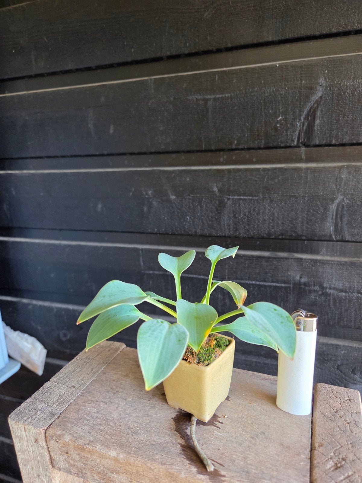 Hosta accentplantje voor bonsai's, Tuin en Terras, Planten | Tuinplanten, Overige soorten, Vaste plant, Ophalen of Verzenden, Halfschaduw