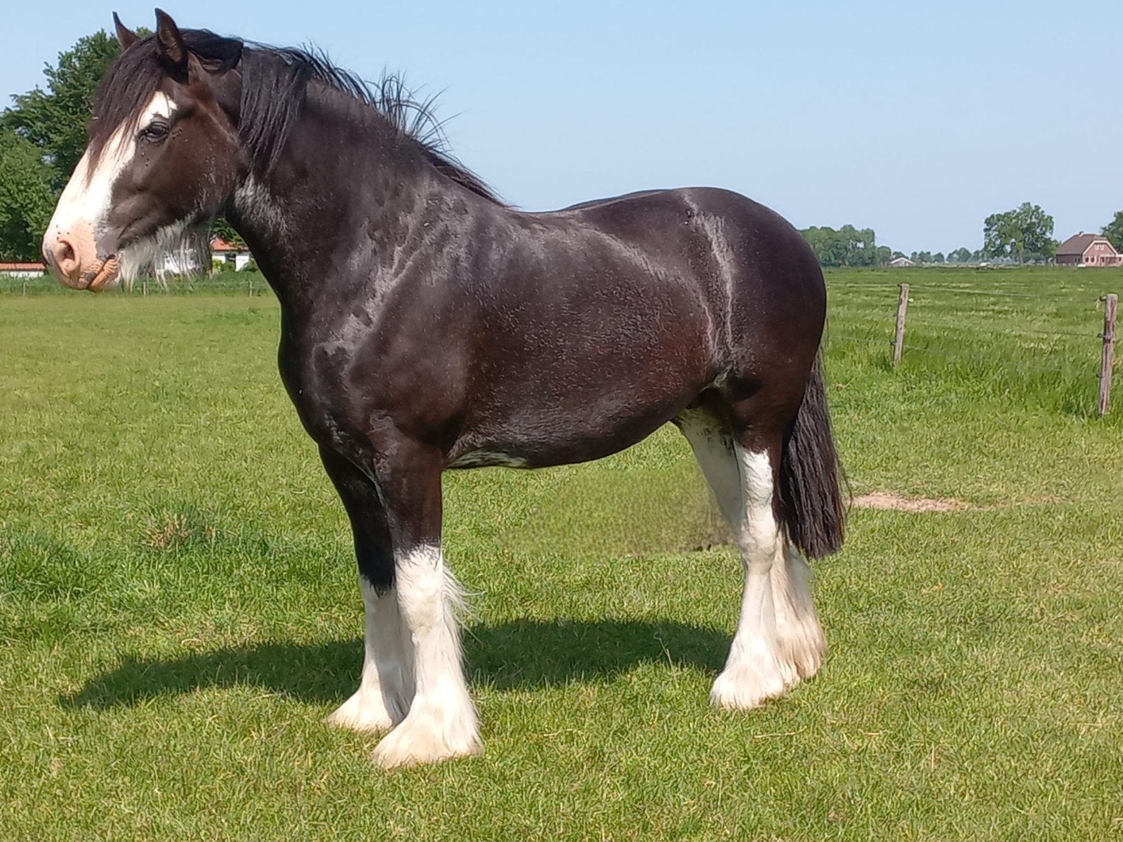 Shire merrie en hengstveulen (aparte verkoop mogelijk), Merrie, 175 cm of meer, Met stamboom, 7 tot 10 jaar