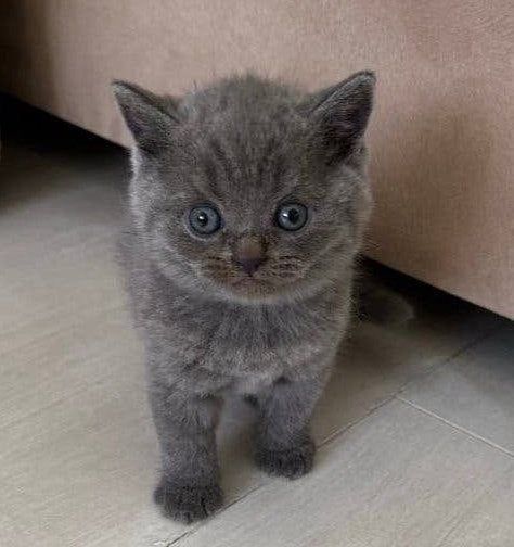 Britse Korthaar Kittens, Kater, Ontwormd, 0 tot 2 jaar