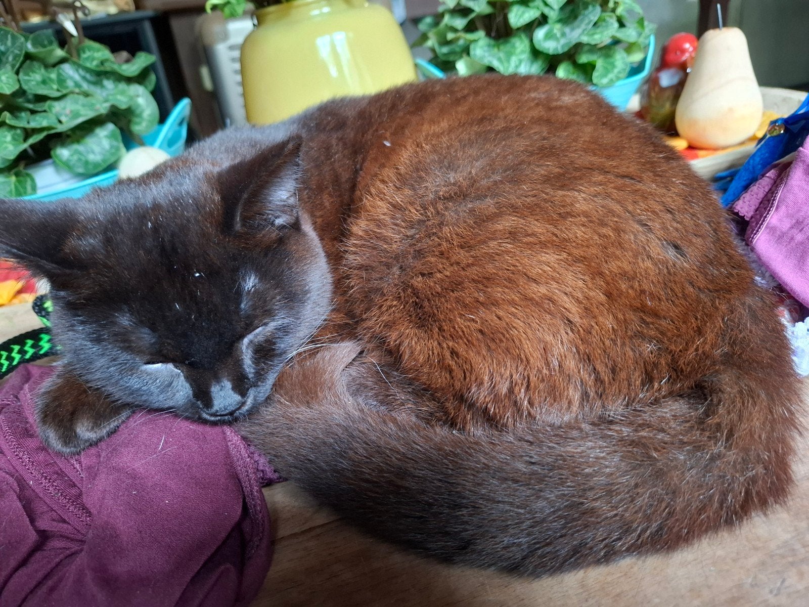 kruizing brits korthaar X ragdoll, Meerdere dieren