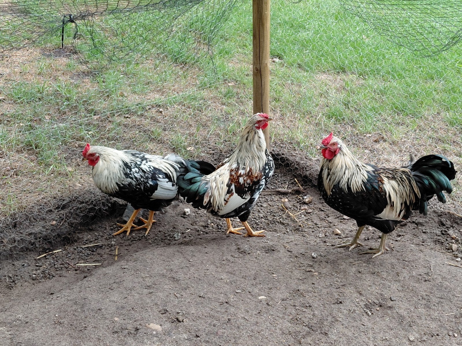 Te koop, 3 hanen, kruising kriel en Wyandotte., Dieren en Toebehoren, Pluimvee, Mannelijk, Kip