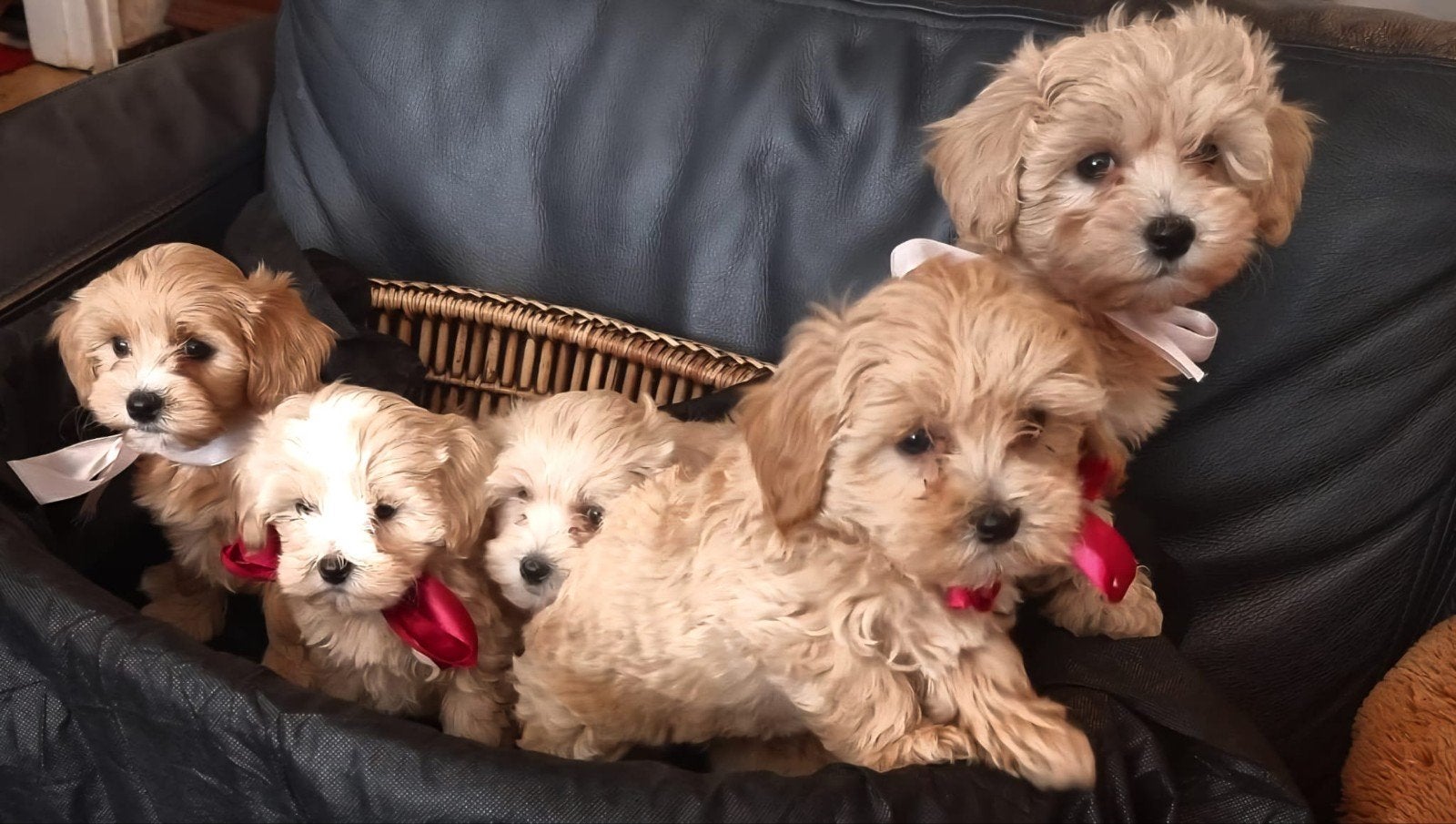 te koop prachtige maltipoo pups, Dieren en Toebehoren, 8 tot 15 weken, Parvo, Meerdere, Meerdere dieren