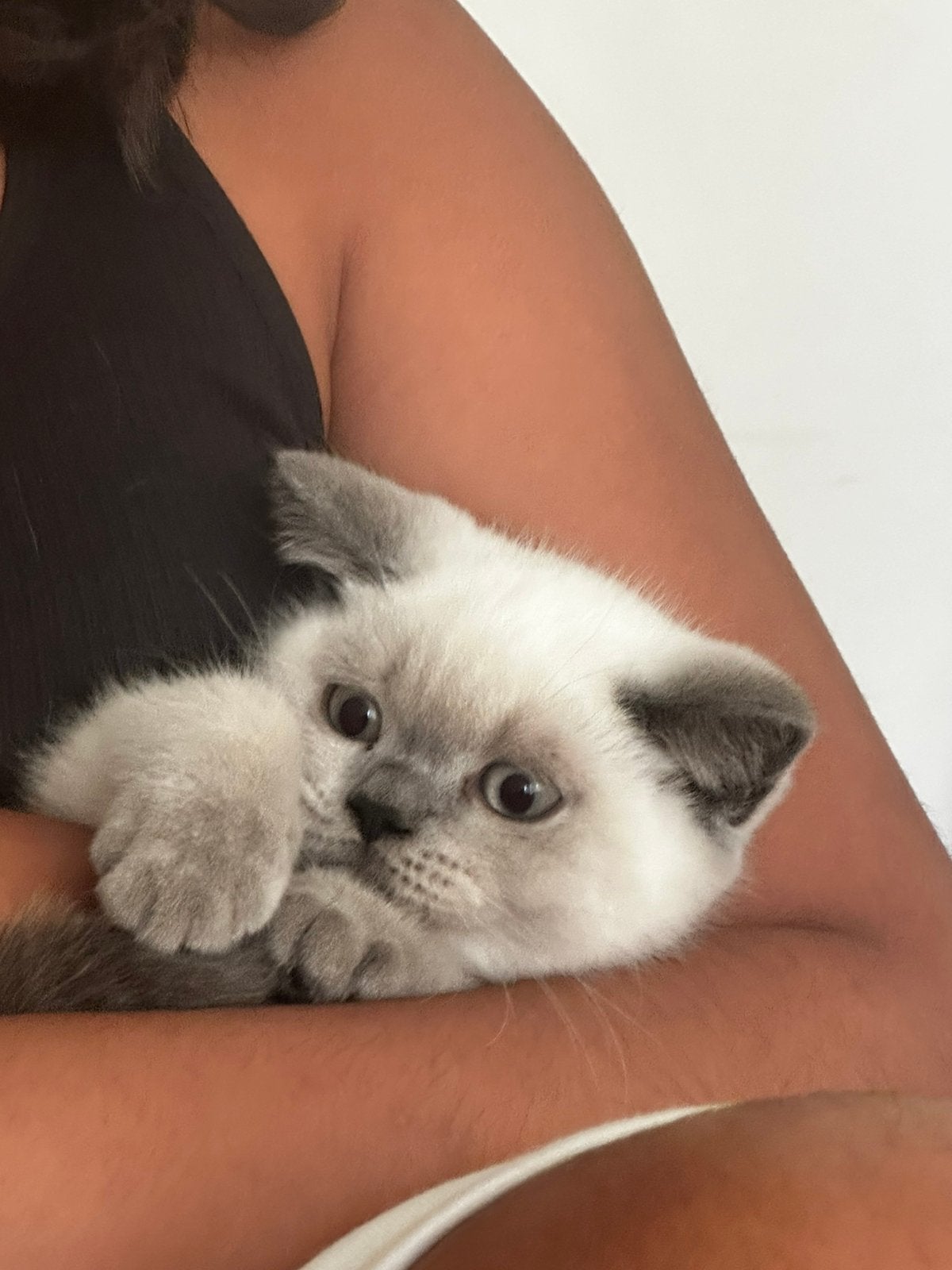 Droomkittens gezocht? Britse Korthaar kittens beschikbaar, Meerdere dieren, Ontwormd, 0 tot 2 jaar