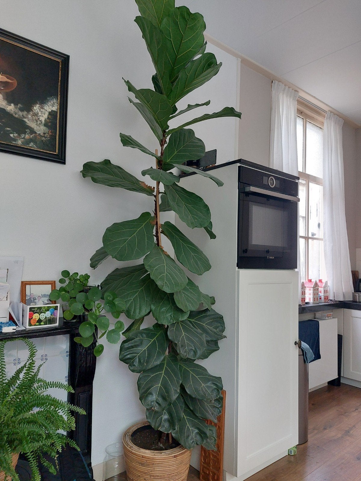 Ficus Lyrata 3 meter, Ophalen, Ficus, 200 cm of meer, Halfschaduw