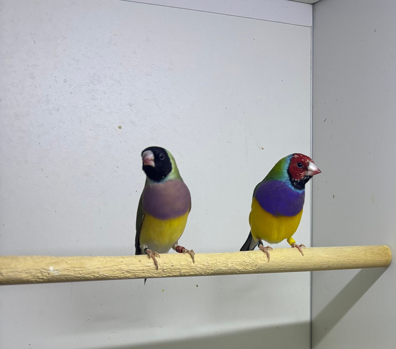 Koppel goulds, Dieren en Toebehoren, Meerdere dieren