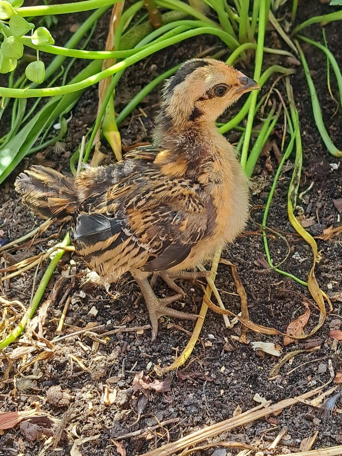 Serama/kriel Haantjes, Dieren en Toebehoren, Pluimvee, Kip, Mannelijk