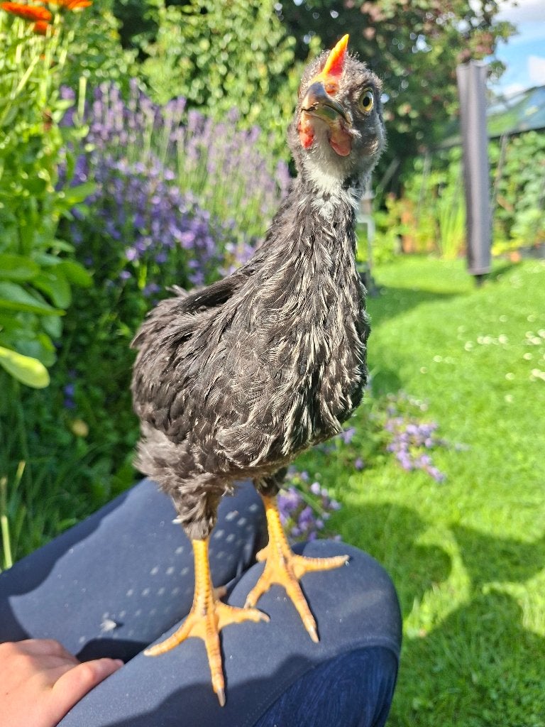 Jonge hanen te koop, Mannelijk, Kip