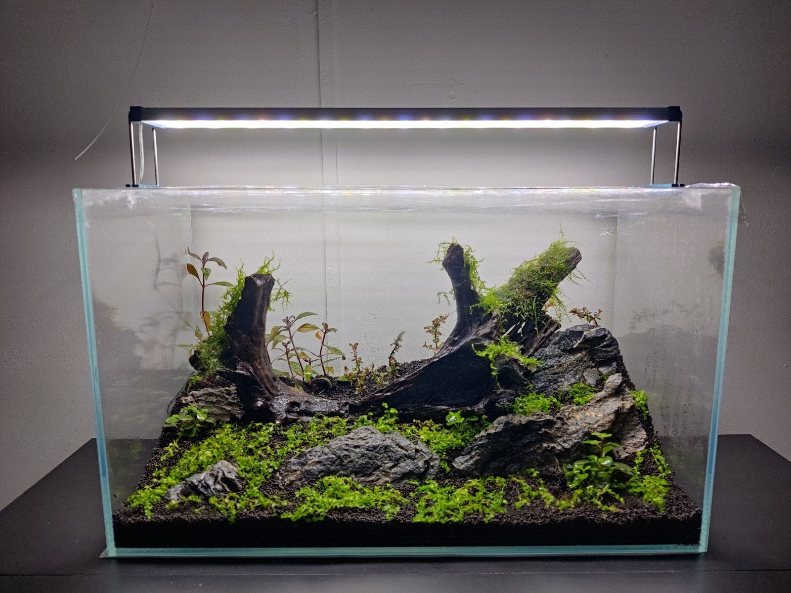 Strideways Aquarium 60L inclusief twinstar lamp, Ophalen, Gebruikt, Leeg aquarium